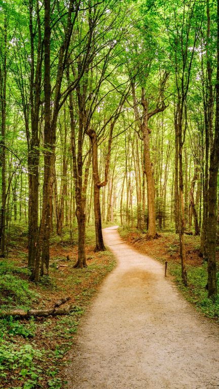 Investir dans une forêt